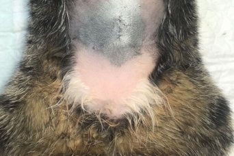 стерилизовать кошку дешево краснодар стерилизация кошки краснодар