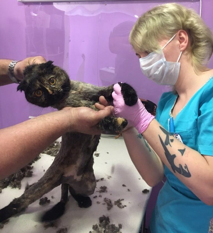 Клиника для кошек в краснодаре